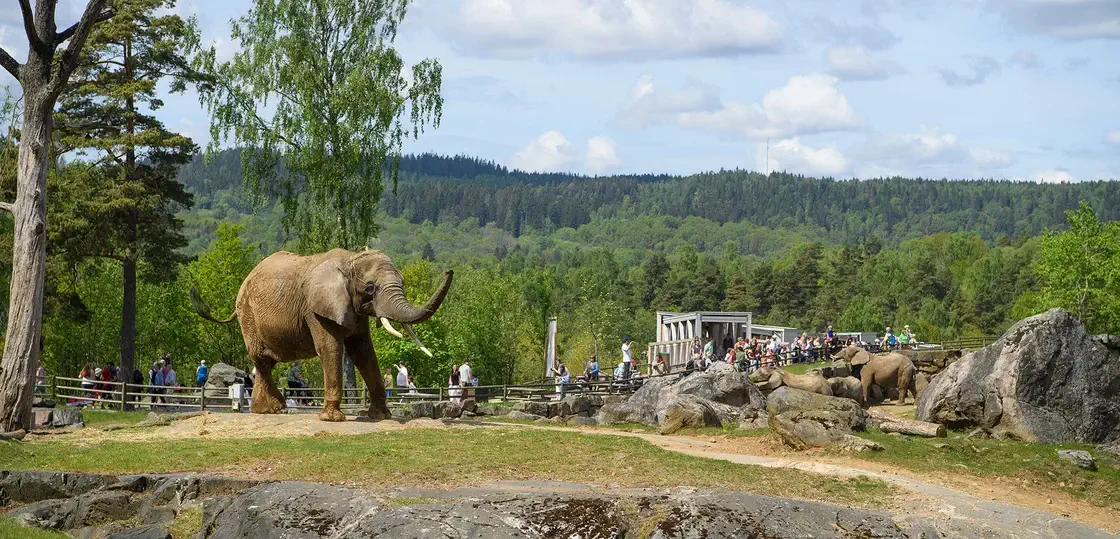 Elefanter på Borås Djurpark