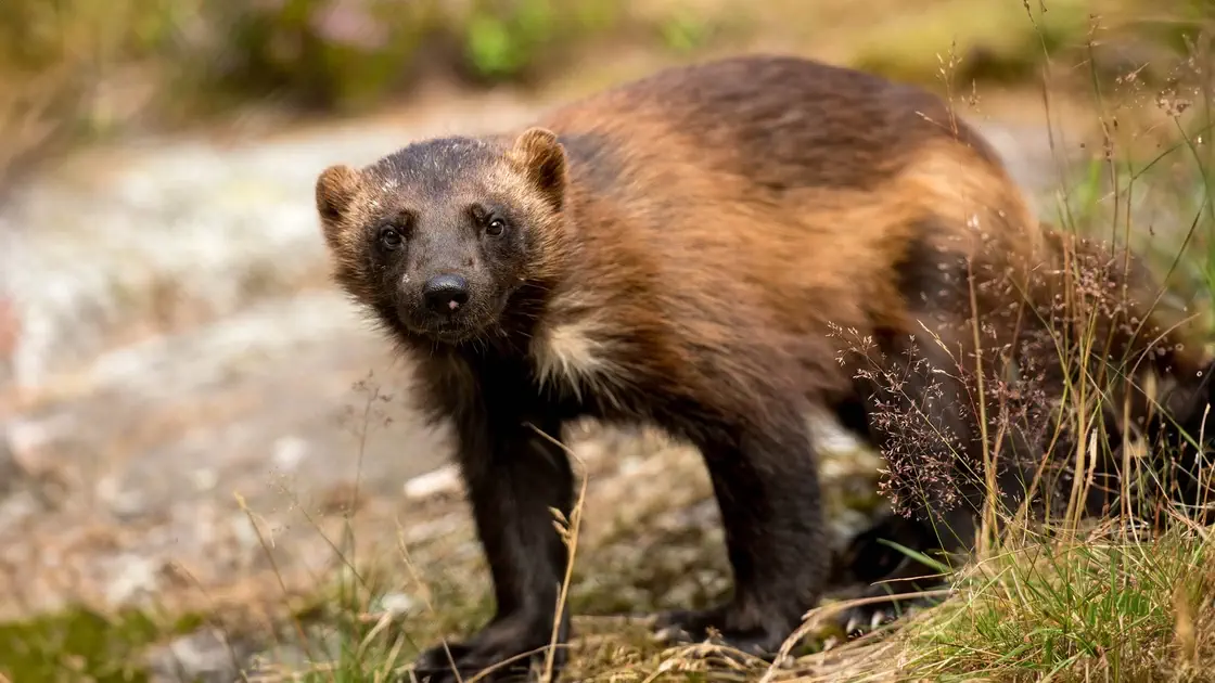 Järv på Vildriket, tidigare Järvzoo