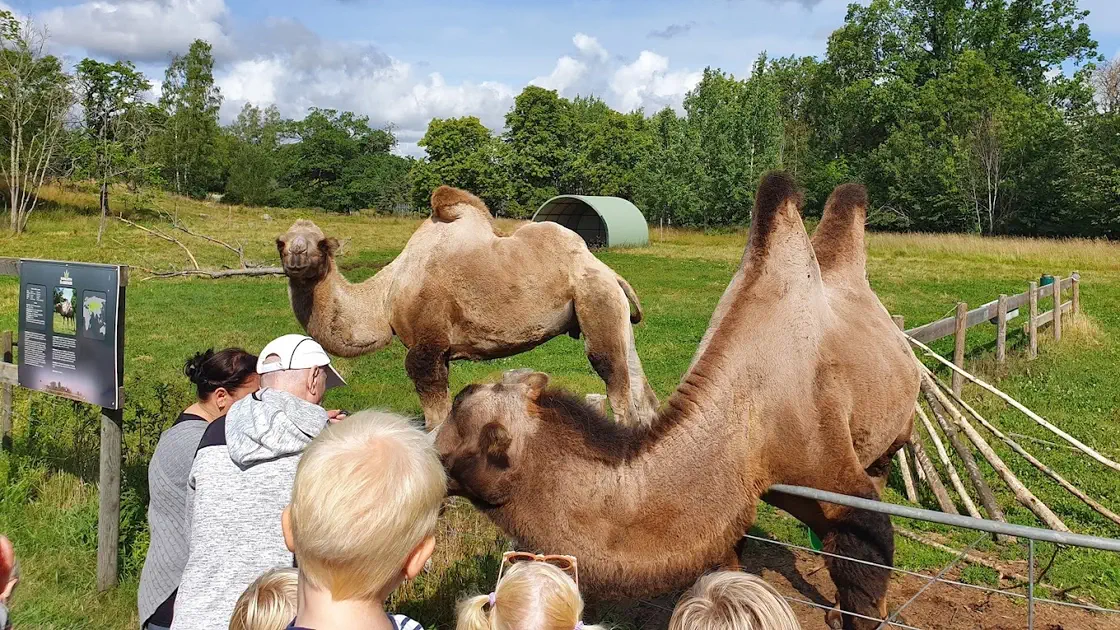Kameler på Kungsbyns Djurpark