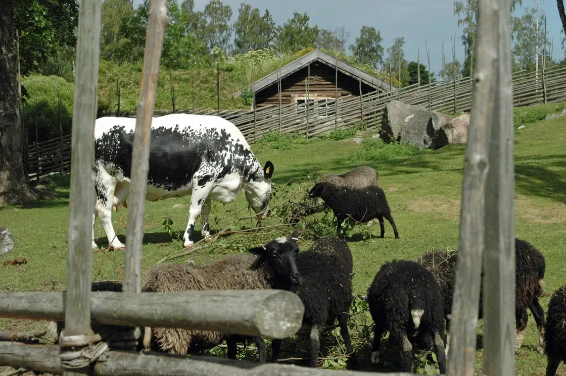 Kor på Furuviks djurpark