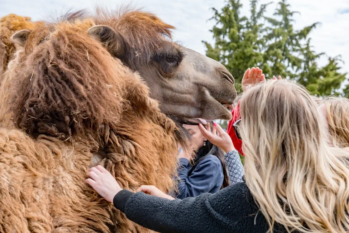 Barn klappar kamel på Gotlands djurpark